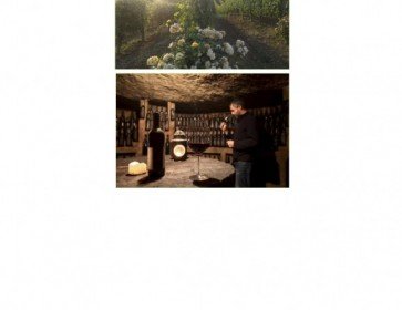 VENDEMMIA DA VIVE-RE!  ESPERIENZE E EMOZIONI TRA FILARI E CANTINE IN   MONFER-RATO