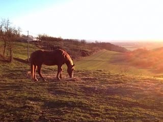 Circolo Ippico ASD "Sussurri e Nitriti"
