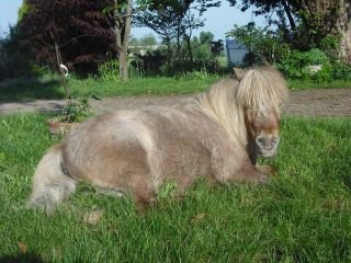 CASCINA SAVIOLA - AGRITURISMO E FATTORIA DIDATTICA