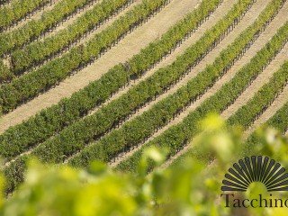Azienda Agricola Tacchino