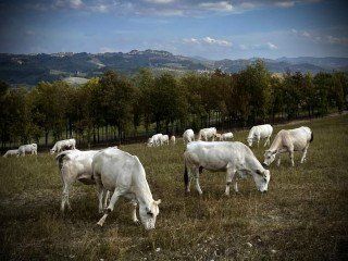 AZ. AGR. BONADEO FRANCESCO