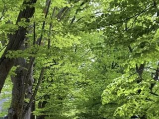 Area verde Pineta comunale