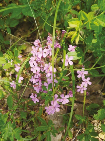 In Val Bormida alla ricerca delle erbe officinali